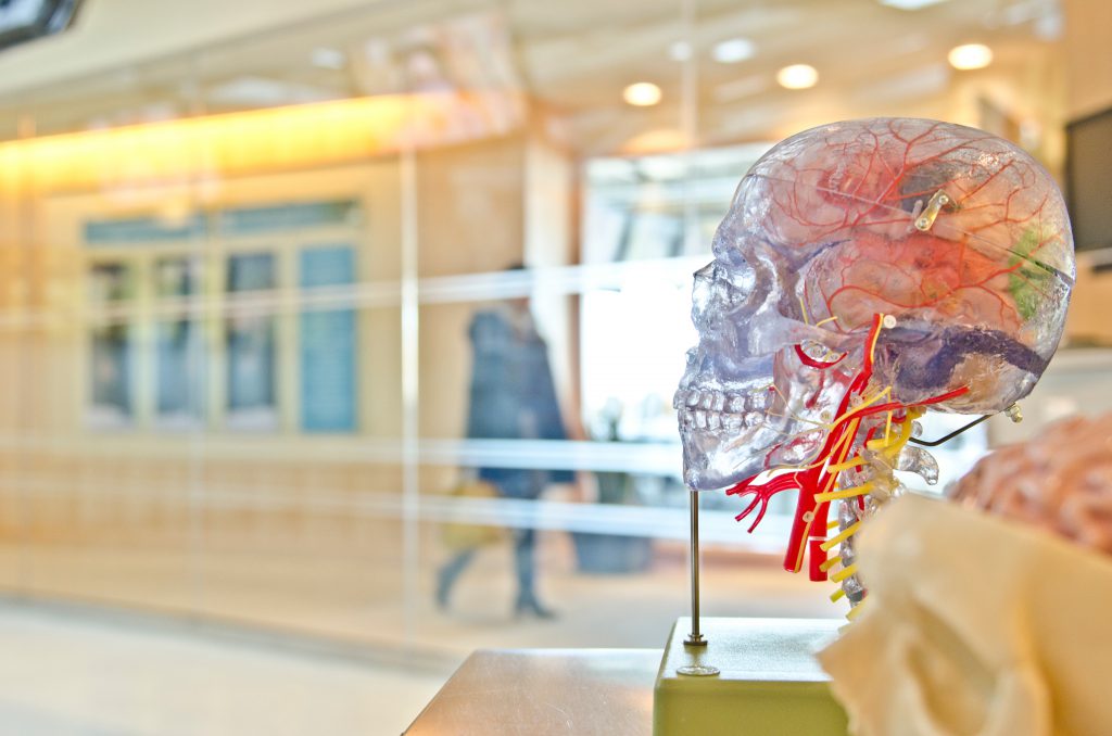 Brain 